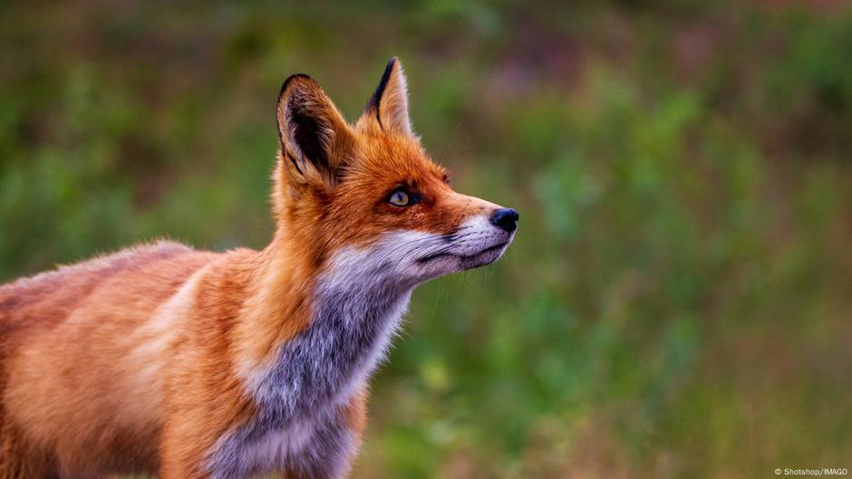 How humans made chickens grow and foxes shrink DW 09/01/2025