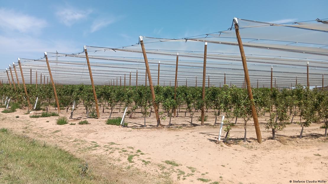 Καλλιέργεια λαχανικών στη Λιέιδα