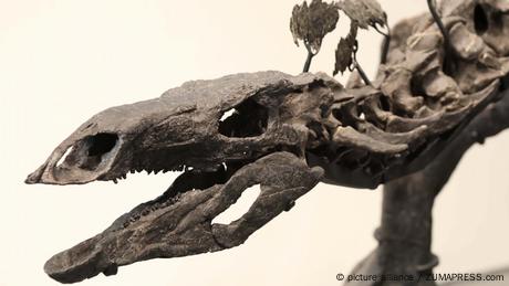 Fast 45 Millionen US-Dollar für ein Stegosaurus-Skelett