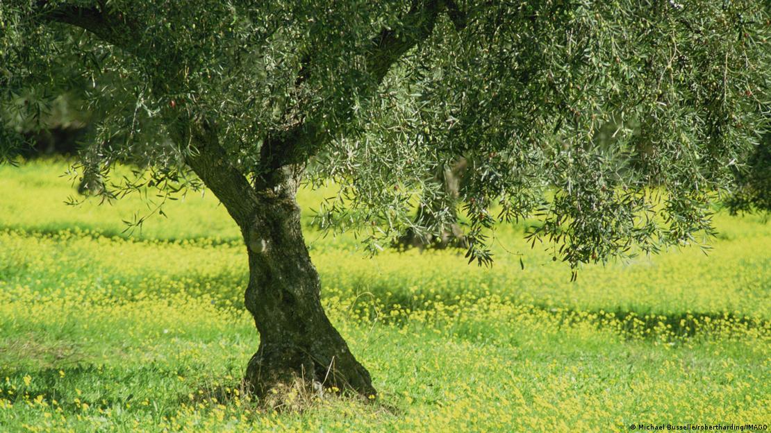 Δέντρο ελιάς στην Ισπανία