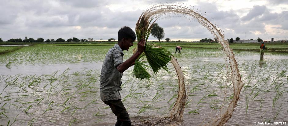 Estoques de arroz podem estar em risco devido ao El Niño