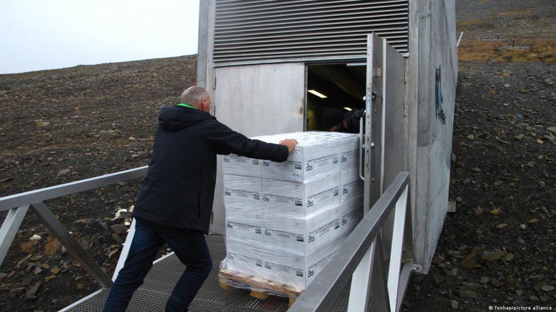 Un funcionario almacena 10 tipos de semillas de plantas autóctonas de la cordillera de Baekdu, en la península coreana, en la Bóveda Global de Semillas de Svalbard, en la isla noruega de Spitsbergen.