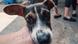 Los perros participaron en pruebas de olfato para determinar su reacción ante olores humanos asociados al estrés. Los perros participaron en pruebas de olfato para determinar su reacción ante olores humanos asociados al estrés.