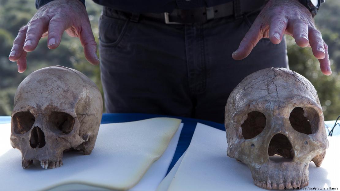 Los neandertales, conocidos por su arte rupestre, demostraron habilidades cognitivas avanzadas. En la foto, un cráneo humano moderno (I) y un cráneo neandertal (D). 