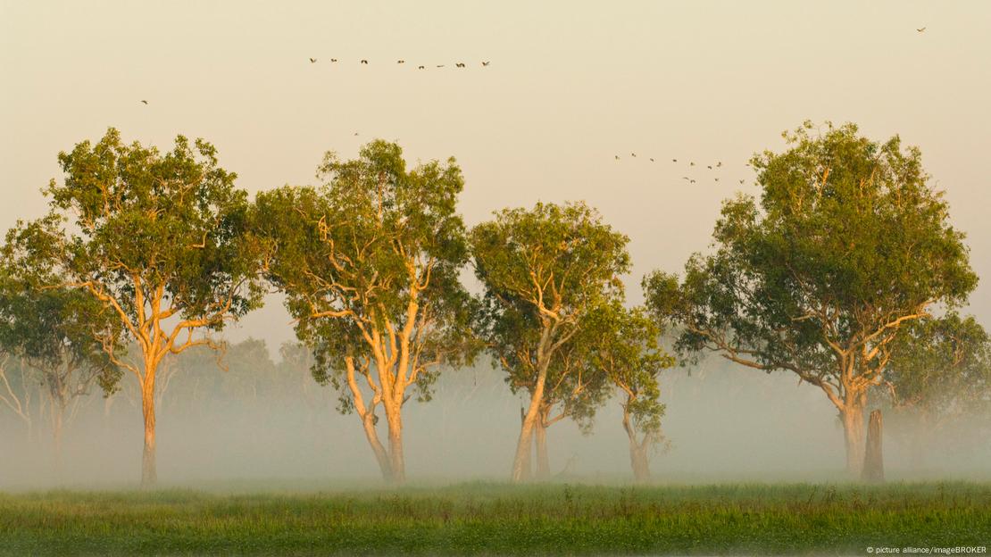 Paisagem com árvores ao fundo Paisagem com árvores ao fundo