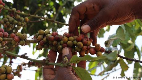 Bitterer Kaffee: Ugander warten weiter auf Entschädigung