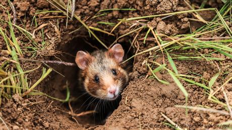 Wenn Hamster Bauprojekte aufhalten