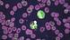 Plasmodium falciparum هو طفيل يسبب مرض الملاريا، وينتقل عن طريق لدغة أنثى بعوضة الأنوفيلة التي تطلق الميروزويت في الدم الذي يدخل إلى خلايا الدم الحمراء. Plasmodium falciparum هو طفيل يسبب مرض الملاريا، وينتقل عن طريق لدغة أنثى بعوضة الأنوفيلة التي تطلق الميروزويت في الدم الذي يدخل إلى خلايا الدم الحمراء.