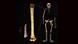 Hominídeo Homo floresiensis Hominídeo Homo floresiensis
