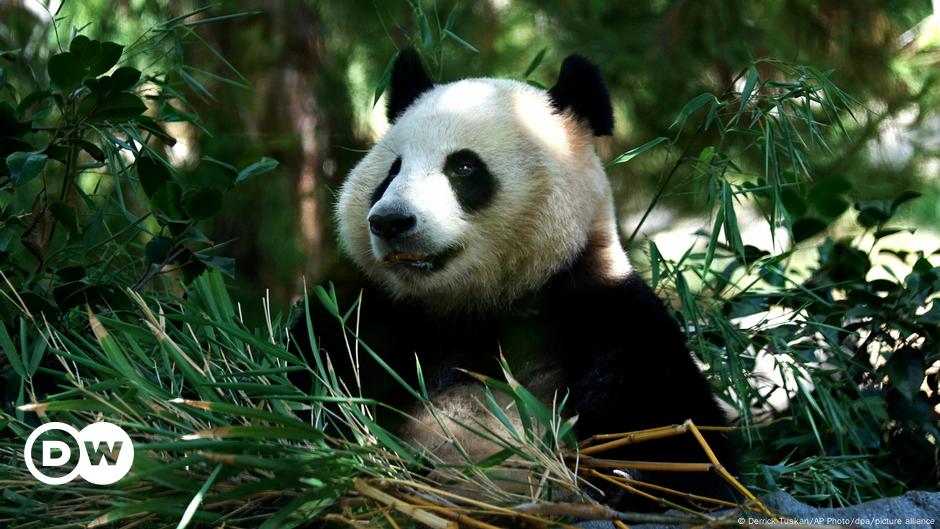 Giant pandas return to San Diego Zoo with fanfare