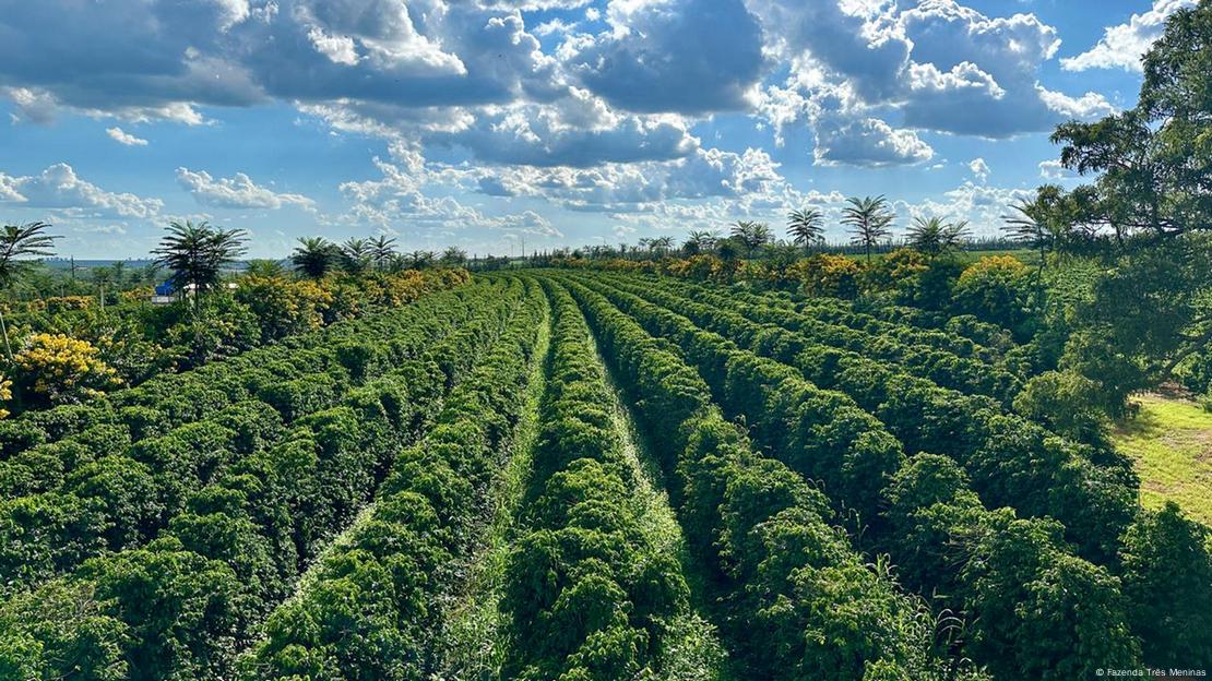 Fazenda de café no Brasil