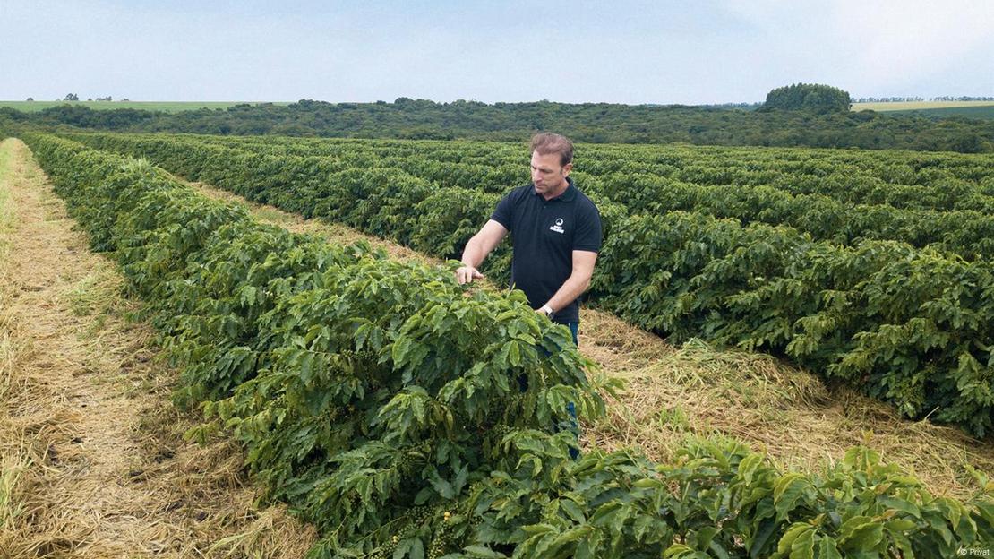 Fernando Beloni em uma de suas fazenda de café