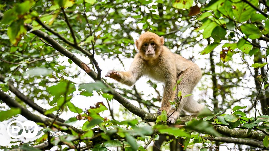 Endangered animal escapes wildlife park – DW – 17.08.2024