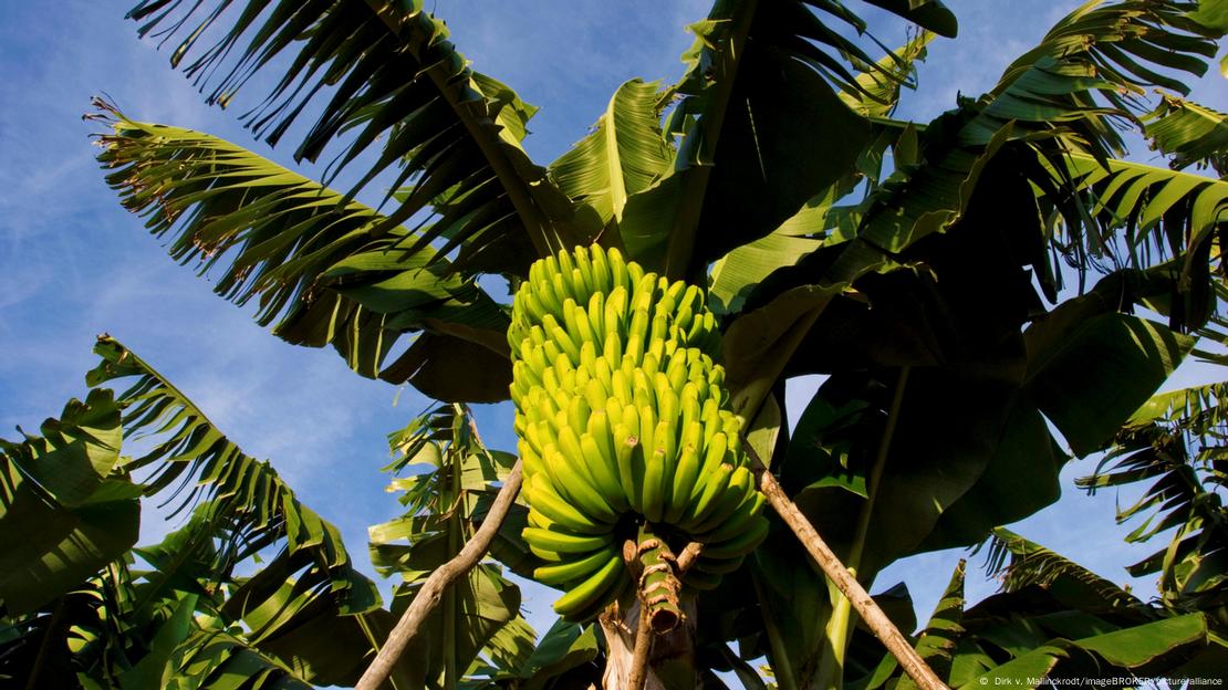 Uma bananeira carregada