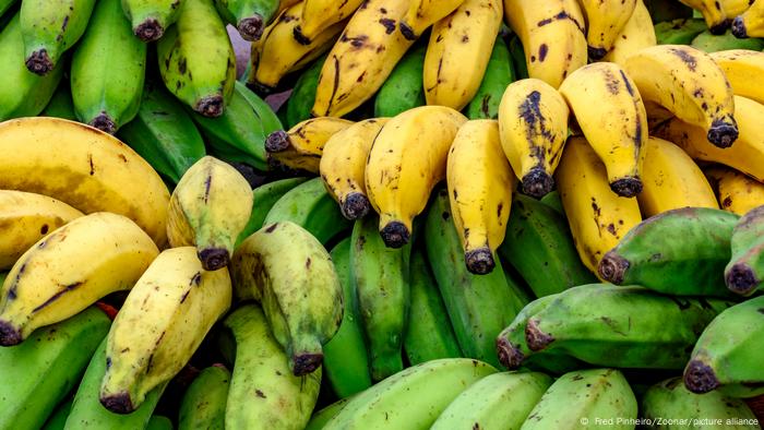 Espécie cavendish, conhecida no Brasil como banana-nanica ou d'água, representa cerca de 50% da produção global e está ameaçada pelo mal-do-Panamá