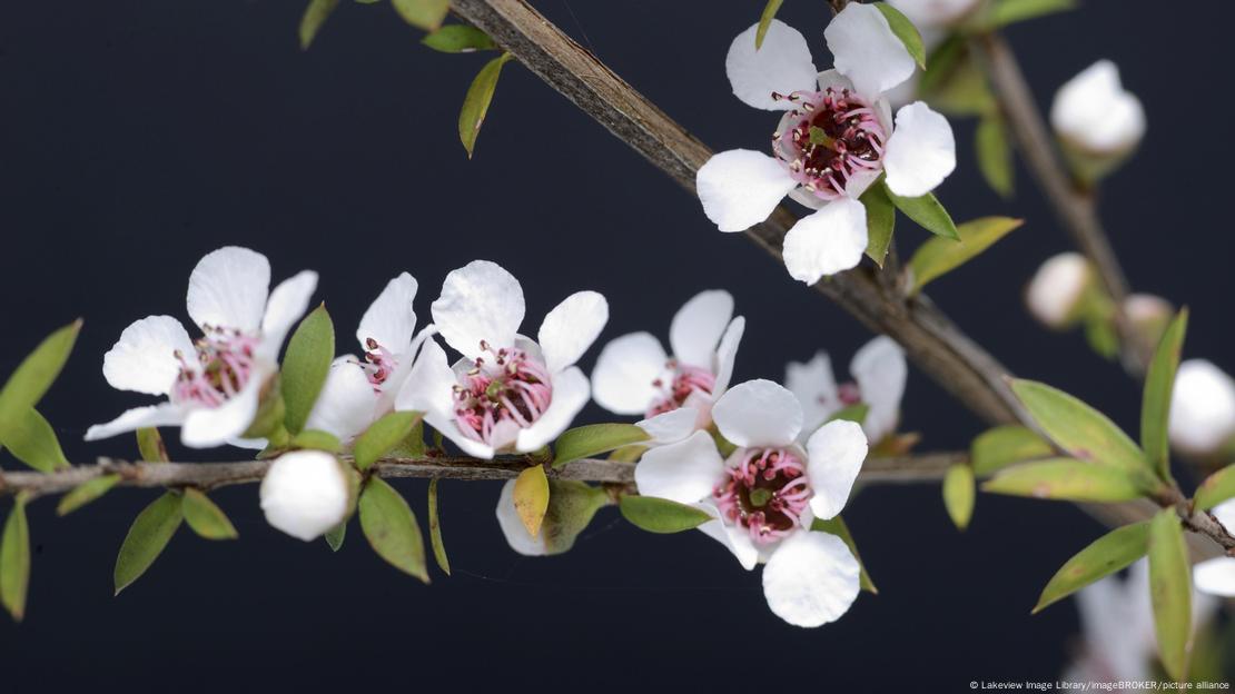 Leptospermum scoparium