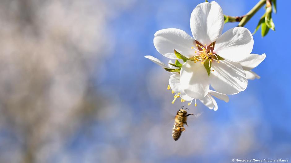 Global economy needs nature to thrive