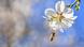 Spring background, in the foreground a blossoming tree with a bee Spring background, in the foreground a blossoming tree with a bee