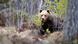 A brown bear (Ursus arctos) photographed in the woods in Halsingland, Sweden. Archive image from 2022. A brown bear (Ursus arctos) photographed in the woods in Halsingland, Sweden. Archive image from 2022.