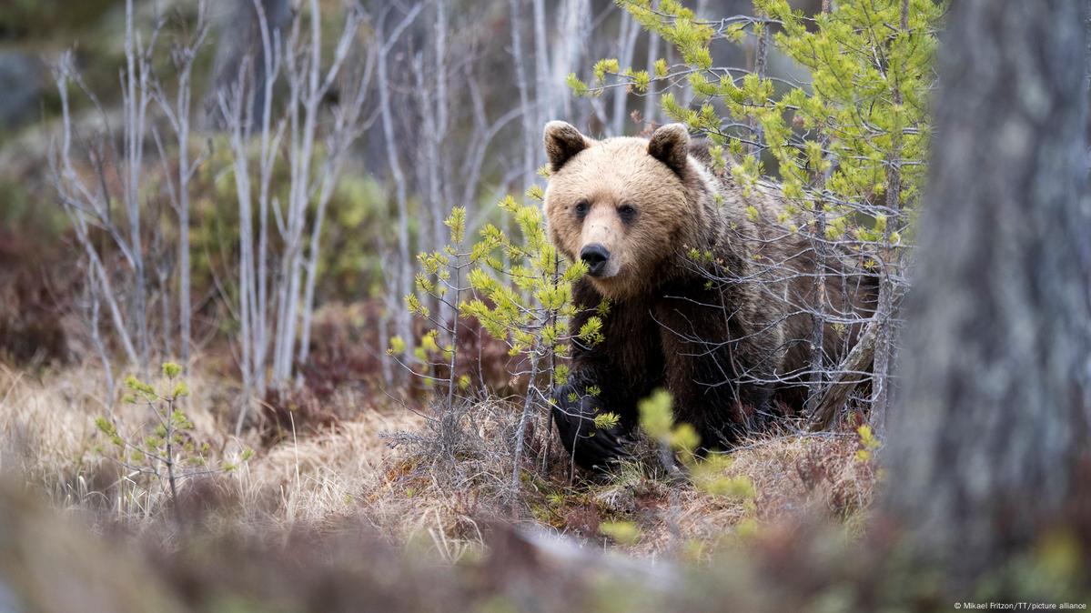 Sweden opens brown bear hunting season amid criticism – DW – 08/21/2024