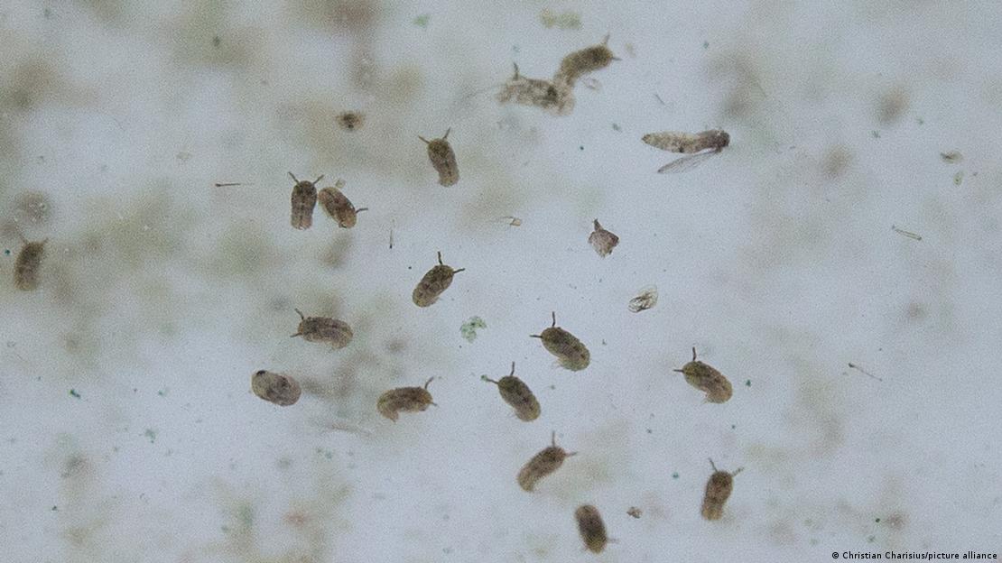 Mosquitos y larvas en los que se alojan virus como los que se ciernen sobre la población en Cuba.