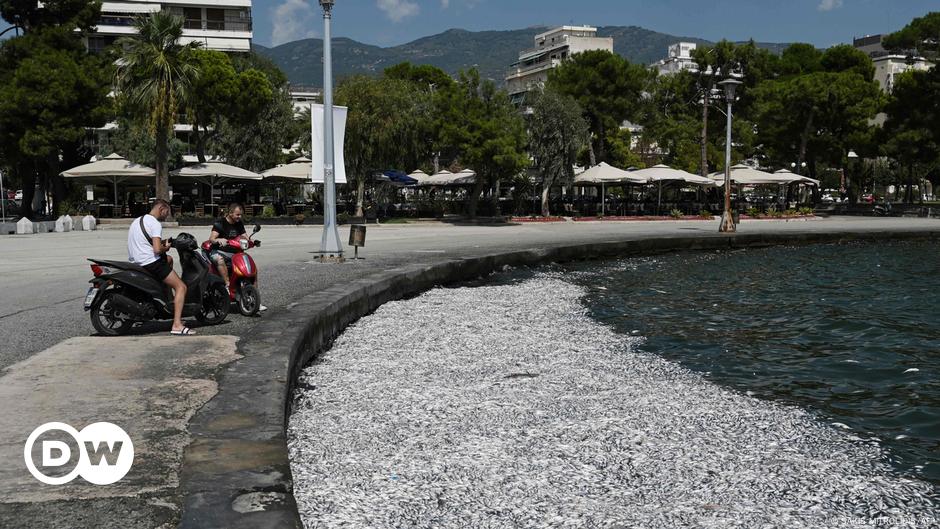 Mass fish die-off in Volos: The search for answers has begun