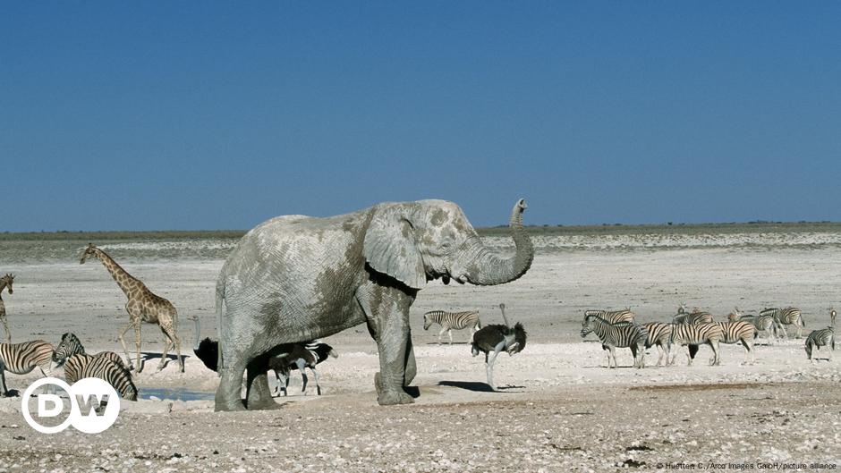 Namibia to cull wild animals amid drought – DW – 08/31/2024