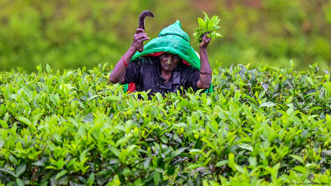 Sri Lanka'daki çay tarlasında bir kadın yaprak topluyor