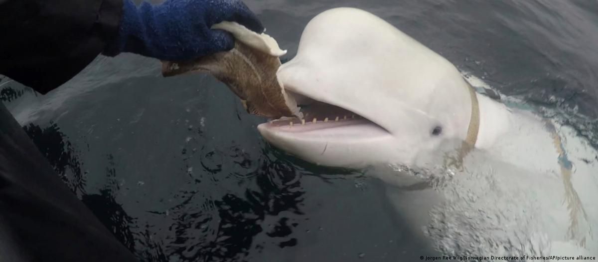 Baleia Beluga avistada no Fiorde de Flensburg