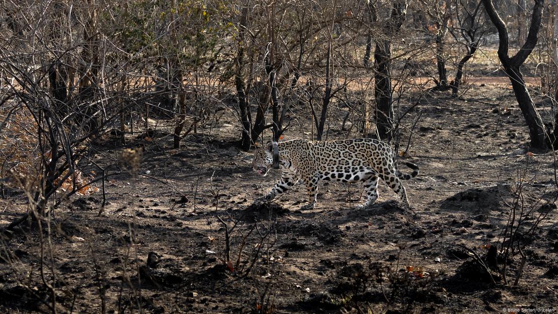 Onça caminha por área carbonizada no Pantanal