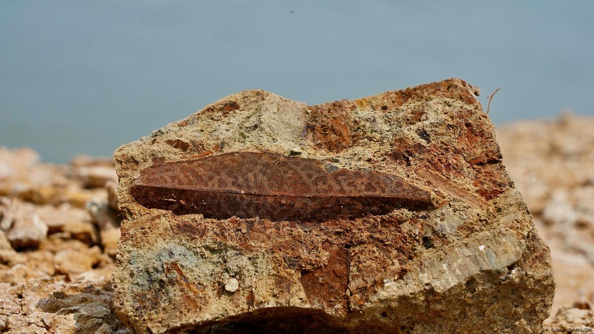 Folha fossilizada em pedra