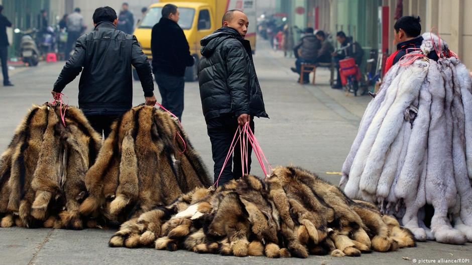 中国の毛皮農場で39種類の危険なウイルスが確認 – DW – 2024/09/05