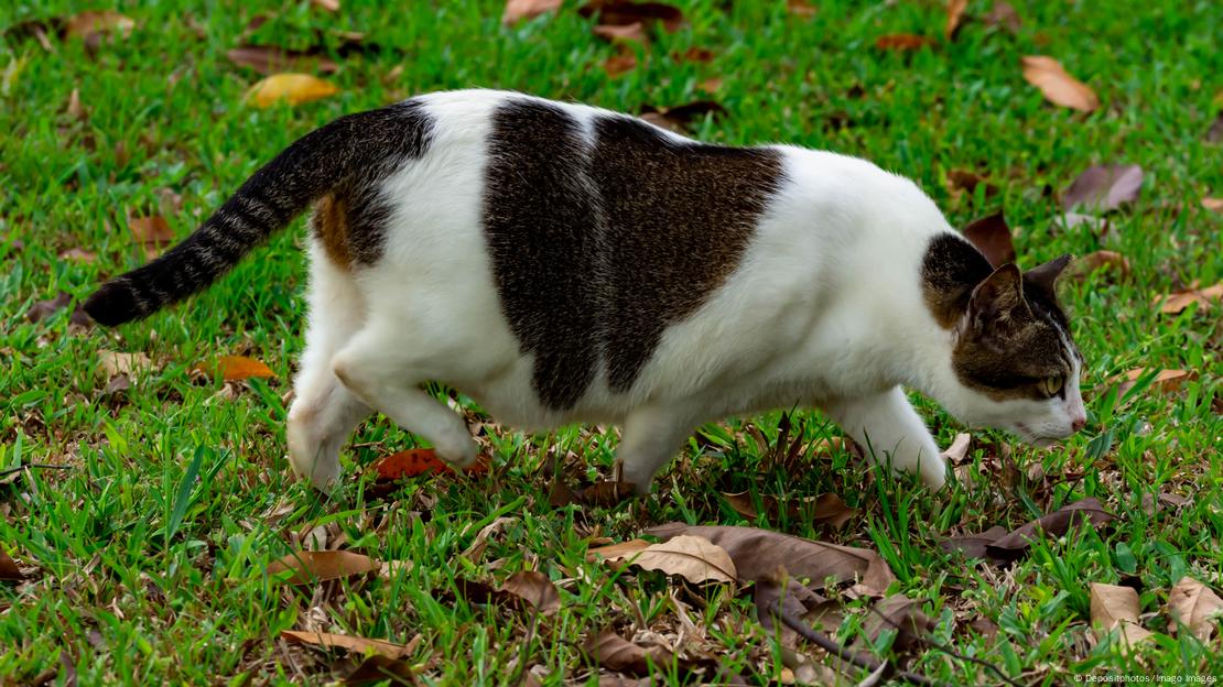 Veterinarios y científicos han estudiado las teorías sobre la función evolutiva de la bolsa primordial en los felinos.