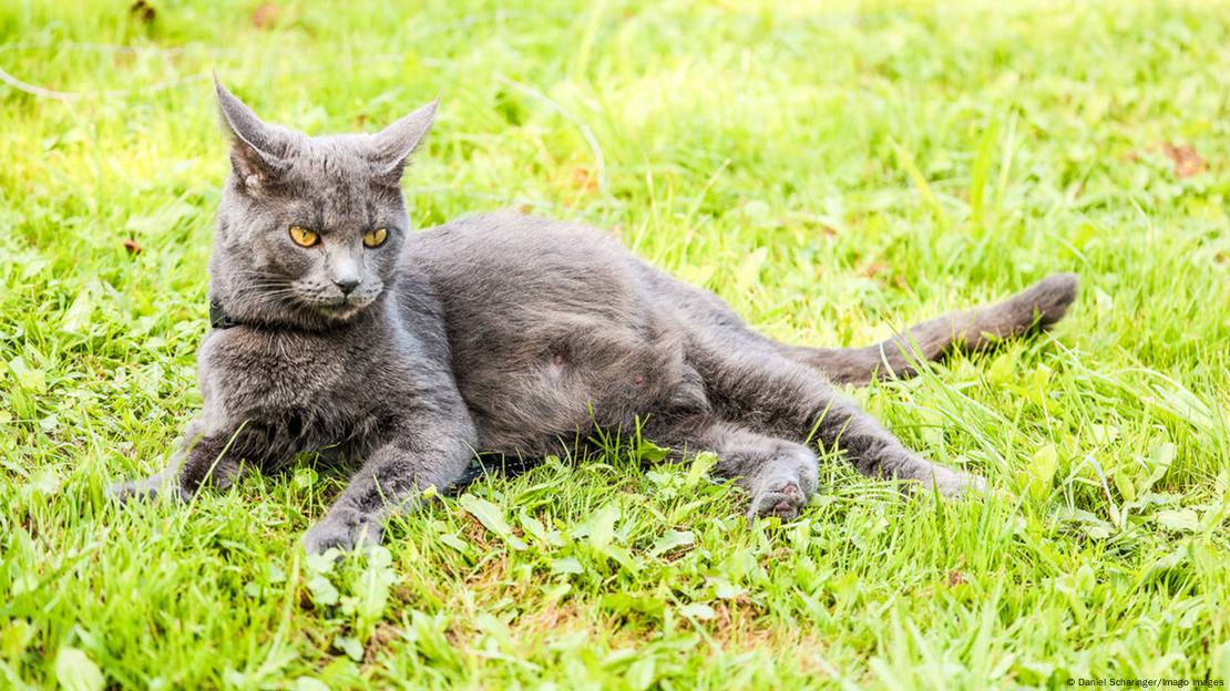 La curiosa bolsa primordial en los gatos no solo es estética, sino que cumple funciones clave para su supervivencia y agilidad.