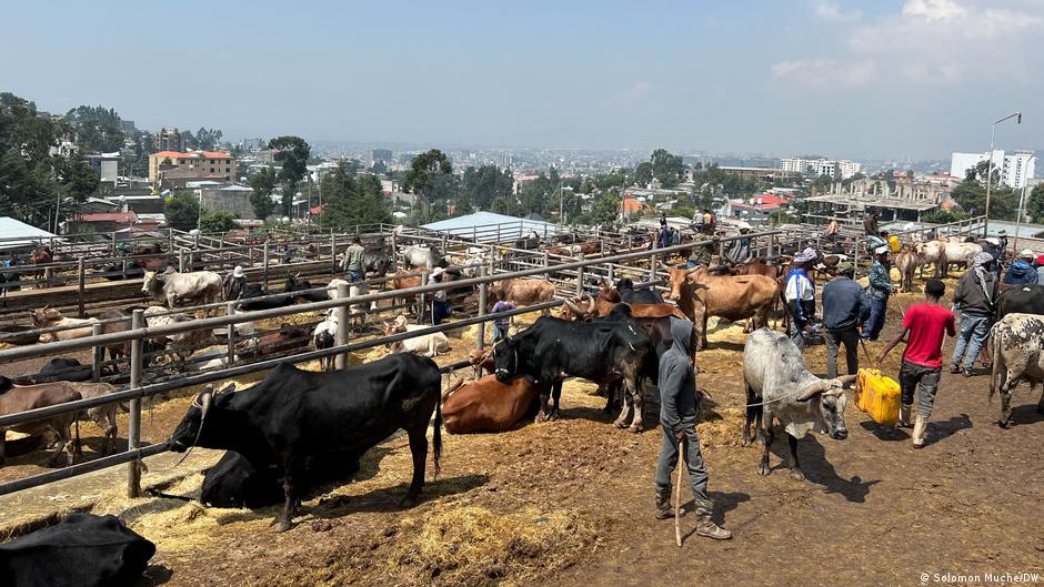 የአዲስ ዓመት የበዓል የሥጋ ተዋጽዖ ግብይት በአዲስ አበባ