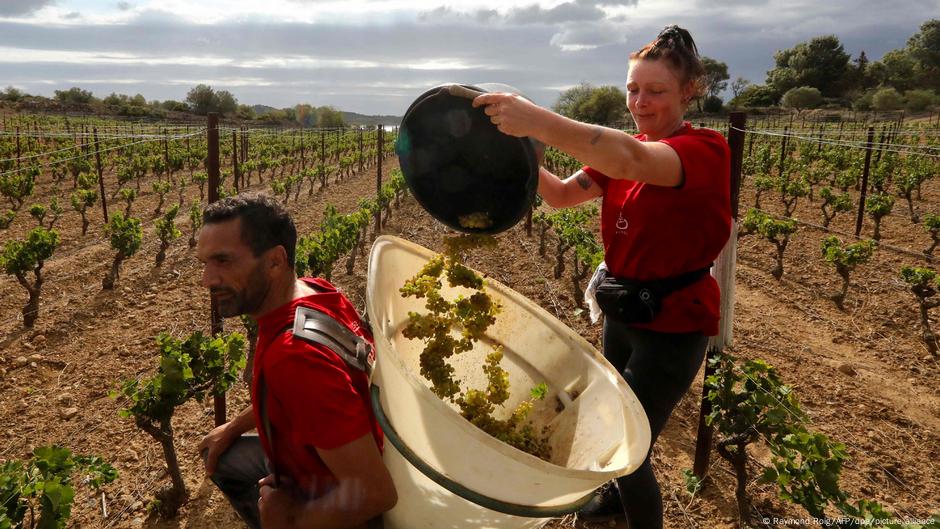 Francuski vinogradari - Šato Dešan Deser kod Perpinjana