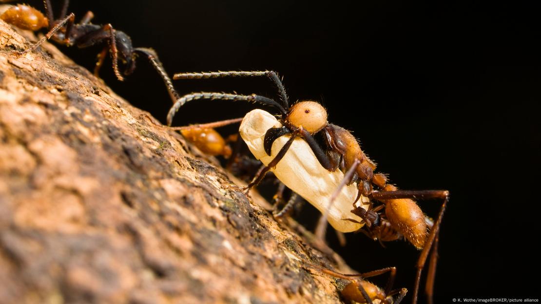 Formiga anda sobre tronco de árvore, carregando larva