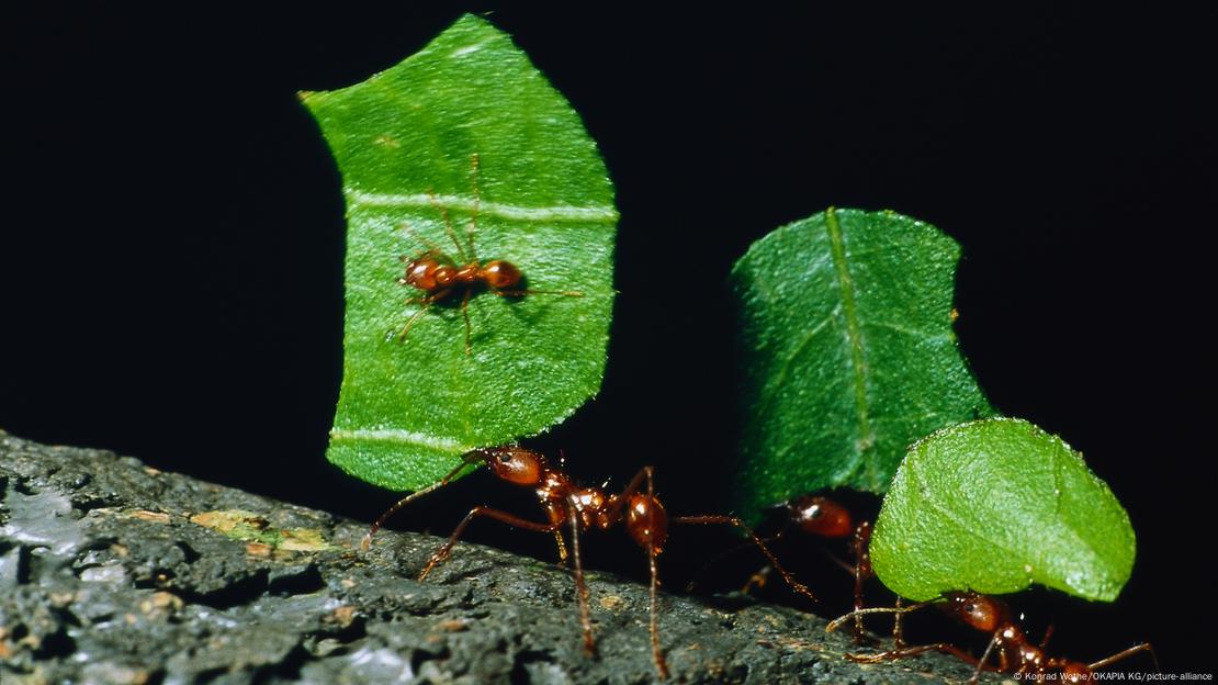 Formigas-cortadeiras carregando pedaços de folhas