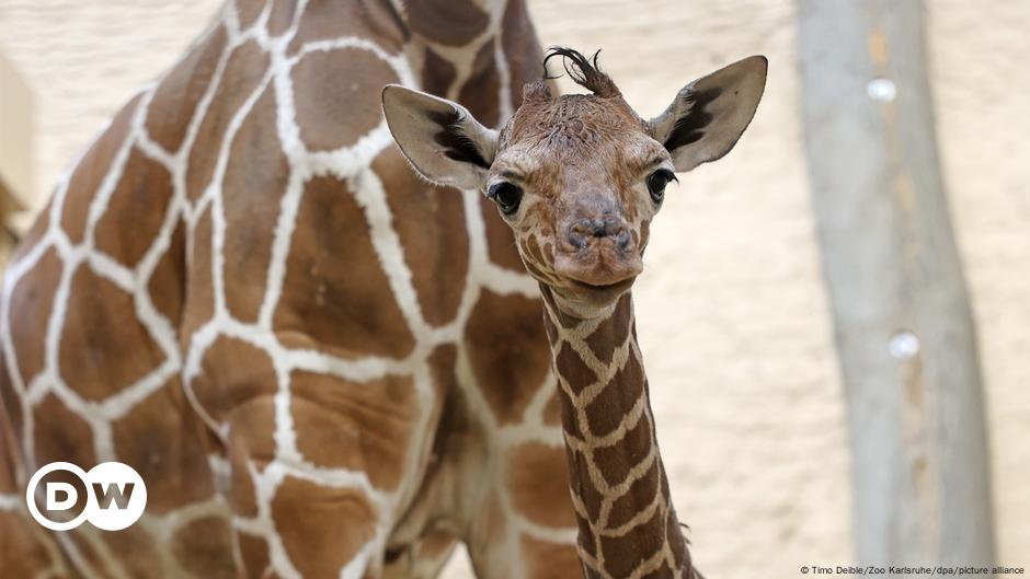 Germany: Baby giraffe born in Karlsruhe Zoo