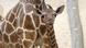 Close-up view of giraffe baby's head and neck with mother's torso visible in the background at Karlsruhe Zoo Close-up view of giraffe baby's head and neck with mother's torso visible in the background at Karlsruhe Zoo