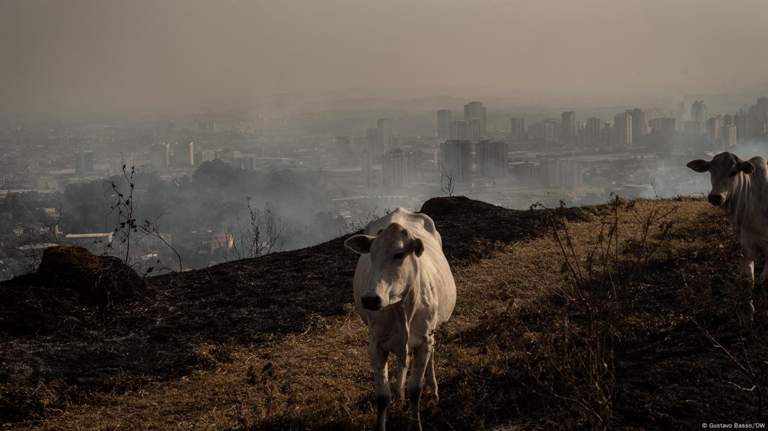 Gado em área verde e, ao fundo, a cidade de São Paulo coberta pela fumaça dos incêndios florestais