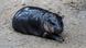 El hipopótamo Moo Deng en el recinto del zoológico de Tailandia.
El hipopótamo Moo Deng en el recinto del zoológico de Tailandia.