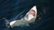 Great white shark, carcharodon carcharias, has its mouth open showing its teeth as it swims at the surface of False Bay in South Africa Great white shark, carcharodon carcharias, has its mouth open showing its teeth as it swims at the surface of False Bay in South Africa