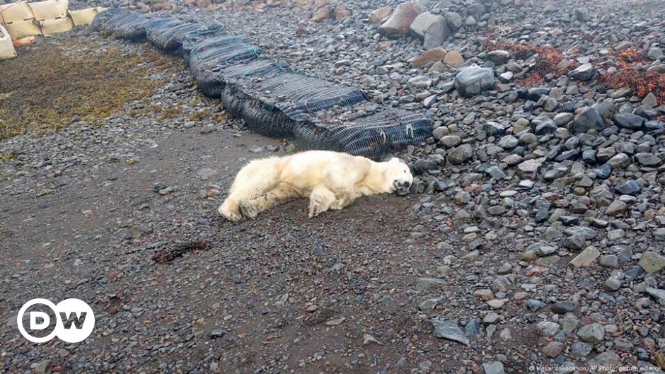 Iceland: Police shoot 1st polar bear sighted in years