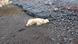 This handout photo shows a polar bear that was shot by the police after being considered a threat to people nearby, authorities said, in Westfjords, Iceland, Thursday Sept. 19, 2024. The bear was shot near a summer home in the Westfjords in the northwest tip of Iceland. This handout photo shows a polar bear that was shot by the police after being considered a threat to people nearby, authorities said, in Westfjords, Iceland, Thursday Sept. 19, 2024. The bear was shot near a summer home in the Westfjords in the northwest tip of Iceland.