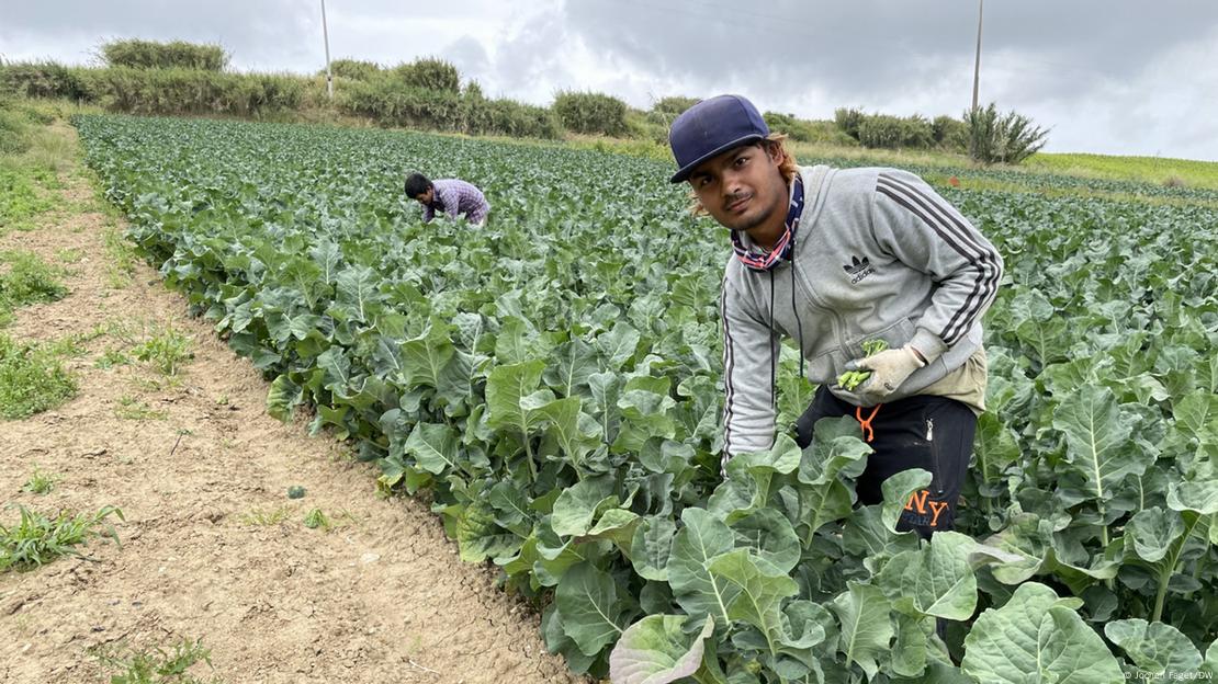 Imigrante trabalha em fazenda em Portugal