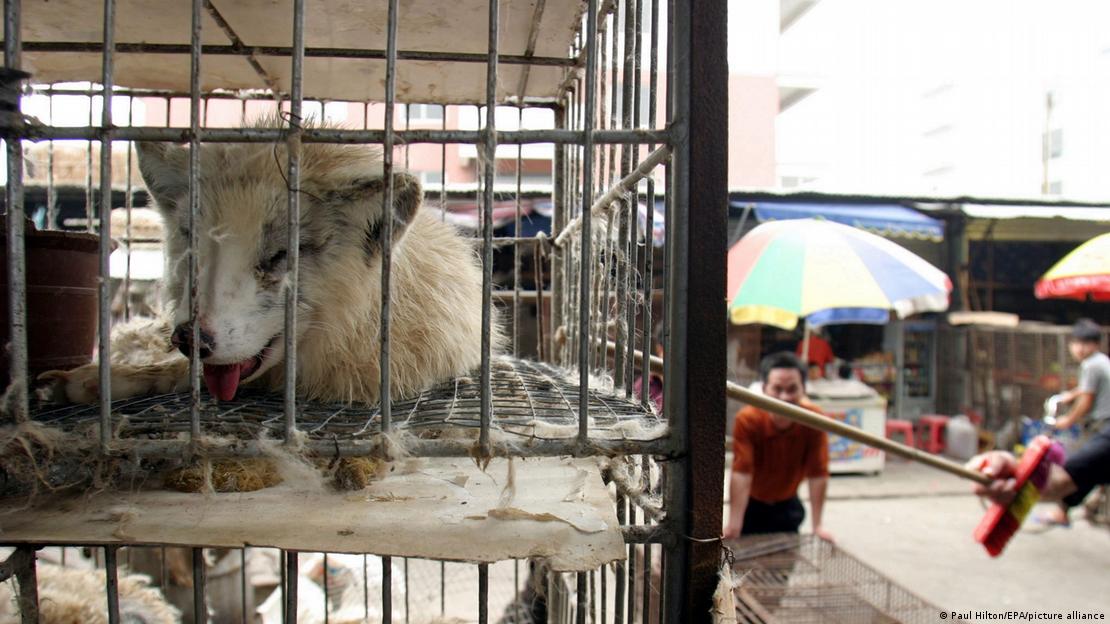 El virus del SRAS-CoV-2 estaba presente en algunos de los mismos puestos de los animales salvajes que se vendían en el mercado de Huanan. El virus del SRAS-CoV-2 estaba presente en algunos de los mismos puestos de los animales salvajes que se vendían en el mercado de Huanan.