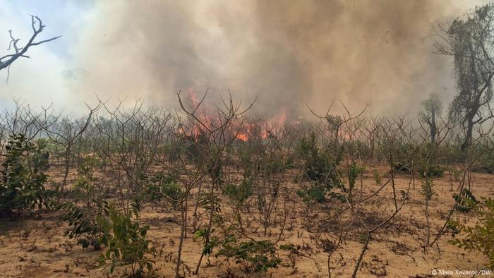 Indígenas de Mato Grosso lutam para sobreviver em meio a queimadas