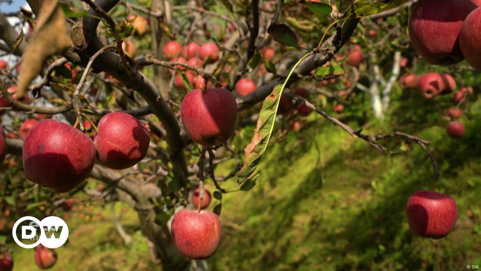 Apple farming in Himachal Pradesh: Fighting fungal disease  – DW – 09/30/2024