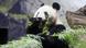Giant panda Shin Shin eats bamboo at Ueno Zoo Giant panda Shin Shin eats bamboo at Ueno Zoo